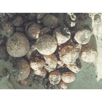 Natural Elephant Yam 